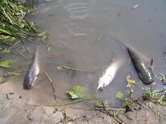 a_pict0429.jpg - ������ ���������� �� ������� ��� ���������� ����� 2006