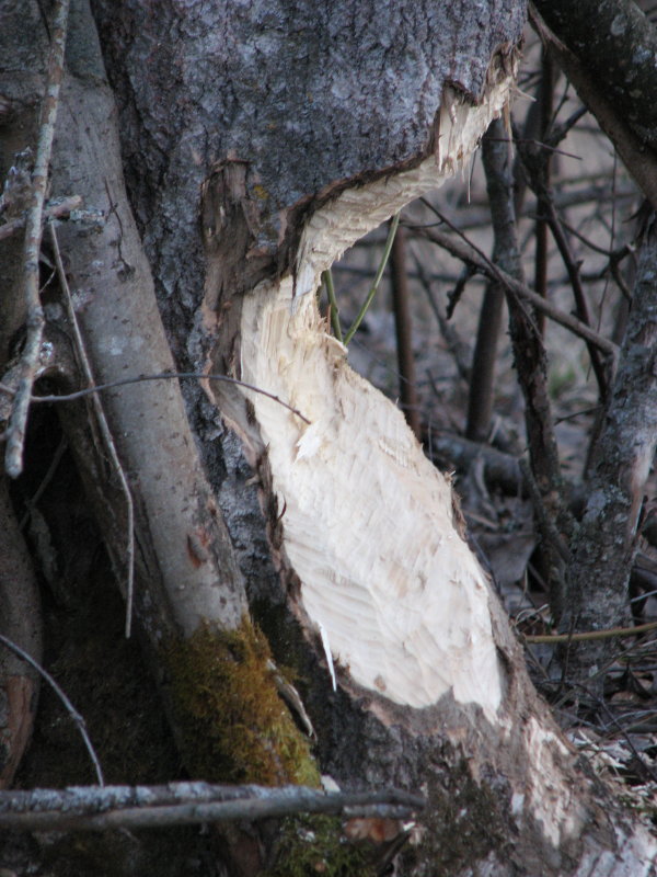 IMG_3414.jpg - ���� ������