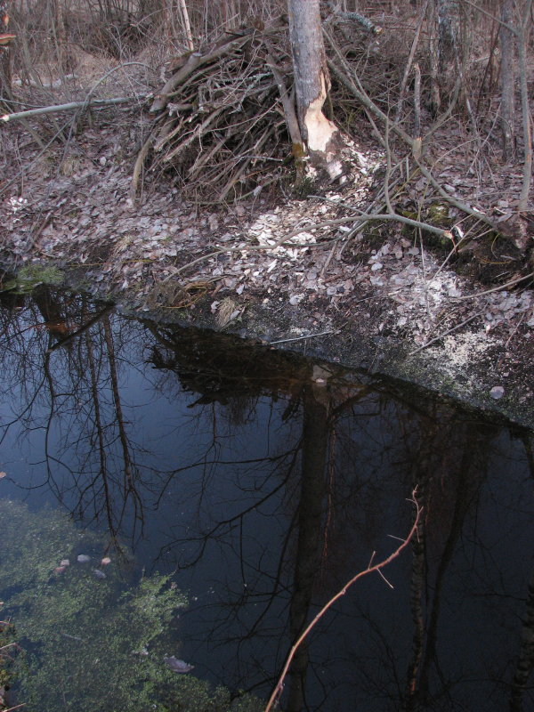 IMG_3417.jpg - ���� ������