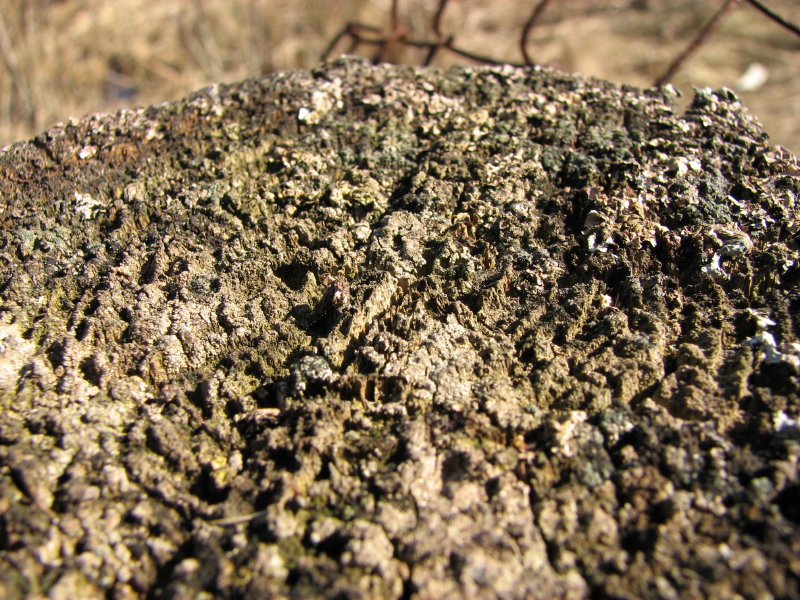 IMG_3479.jpg - ���� ������