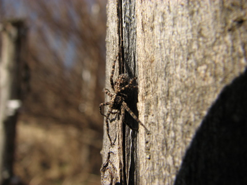 IMG_3485.jpg - ���� ������