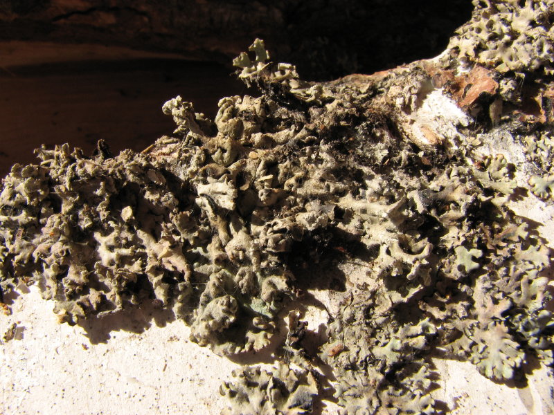 IMG_3498.jpg - ���� ������