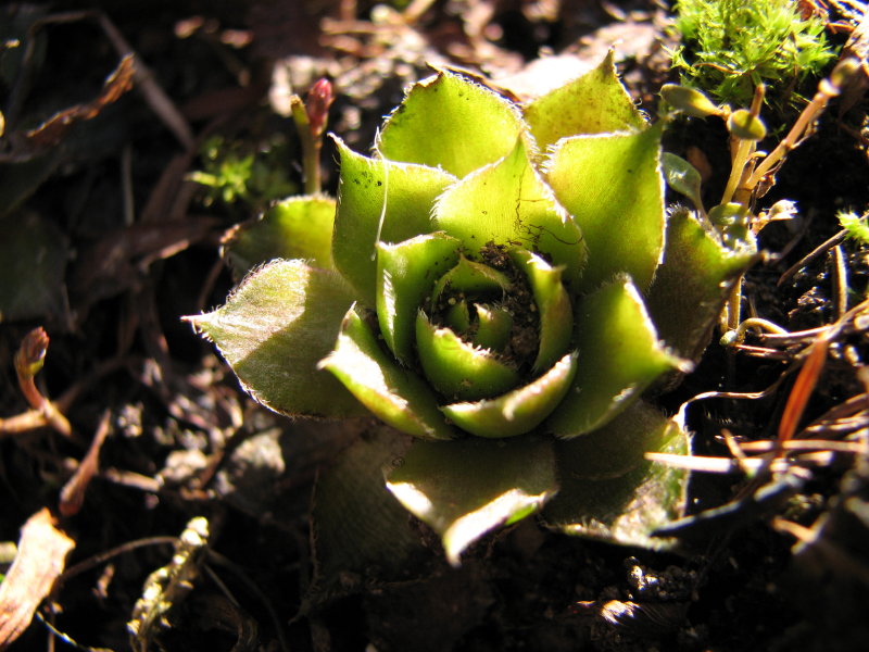 IMG_3506.jpg - ���� ������