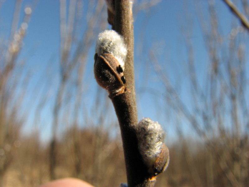 IMG_3509.jpg - ���� ������