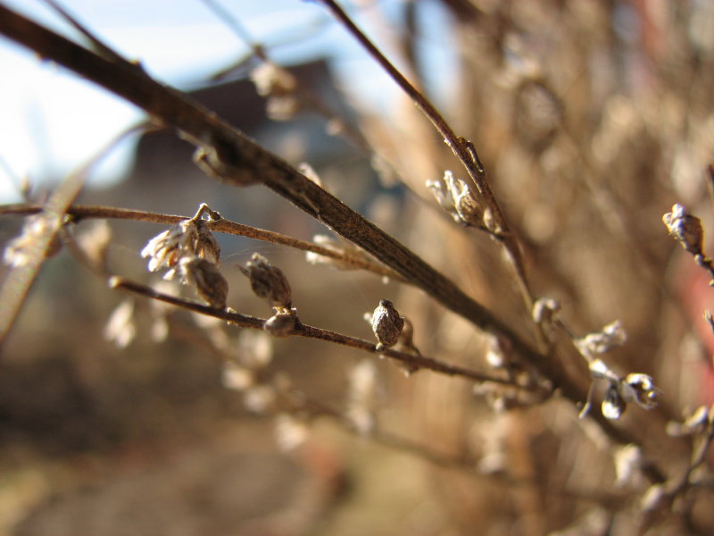 IMG_3511.jpg - ���� ������