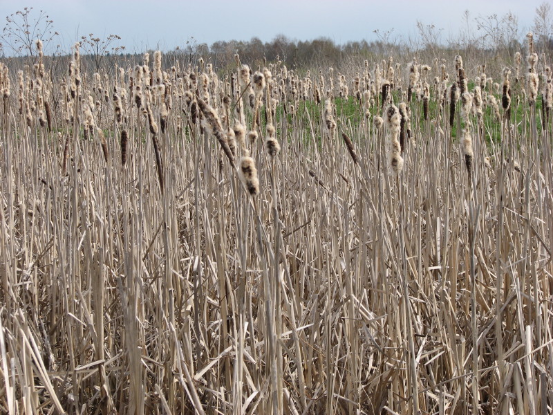 IMG_3594.jpg - ����� ����������