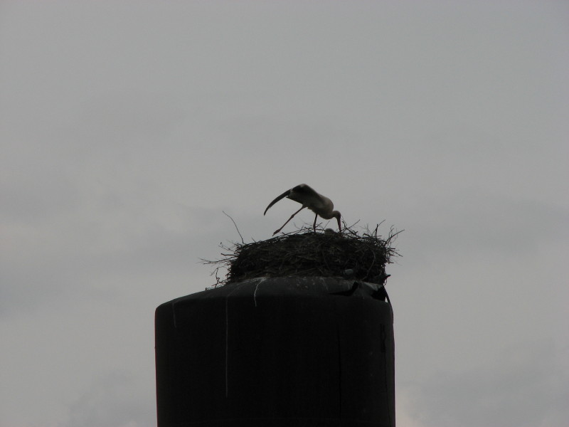 IMG_3645.jpg - ����� ����������