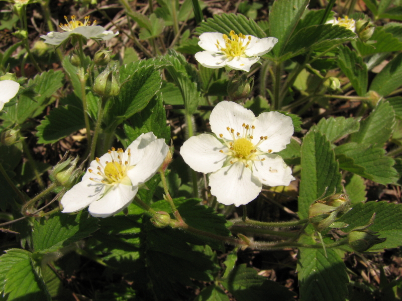 IMG_3747.jpg - ������ ���������� �� �������� ������� 2007