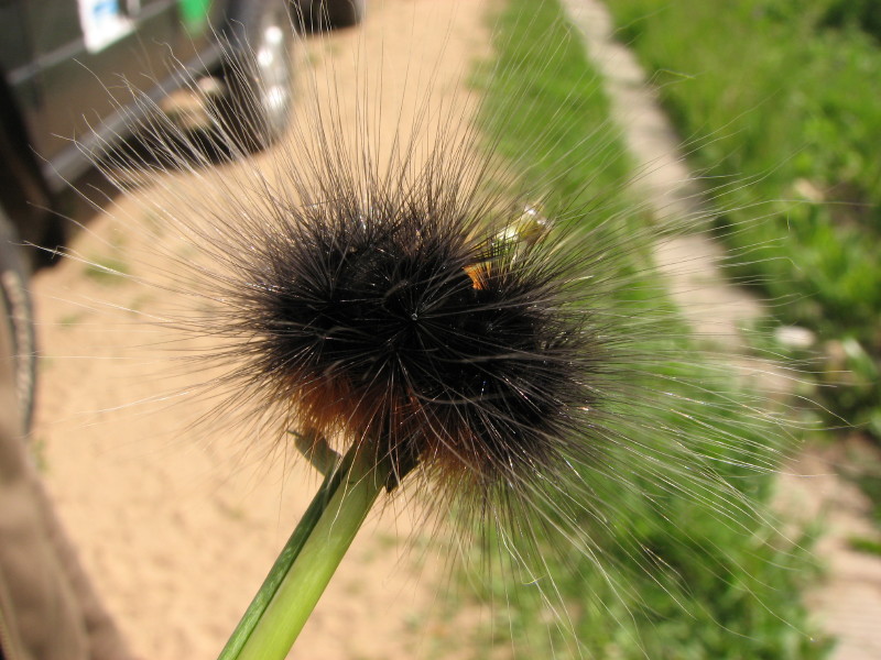 IMG_3836.jpg - �������� ������� ������ 2007