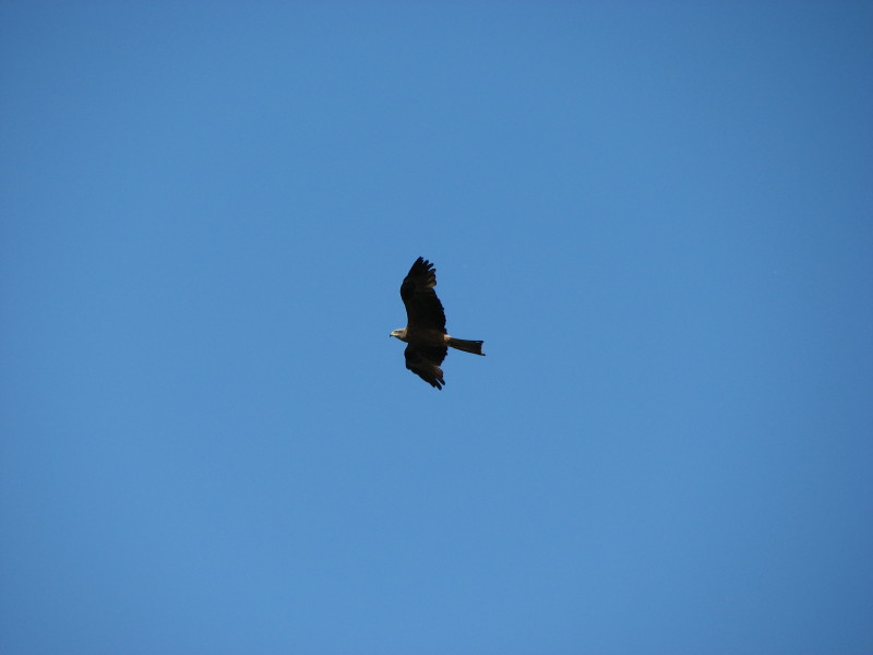 IMG_3880.jpg - �������� ������� ������ 2007