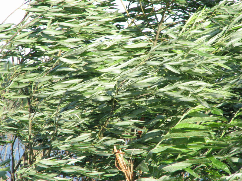 IMG_4103.jpg - �������� ������� ������ 2007