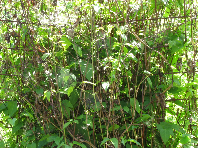 IMG_4115.jpg - �������� ������� ������ 2007