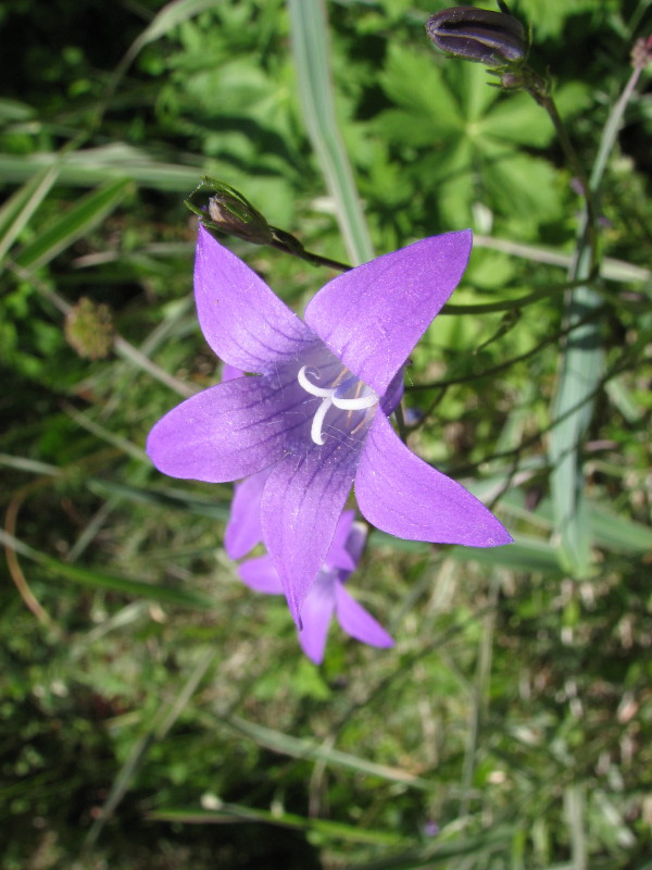 IMG_4116.jpg - �������� ������� ������ 2007