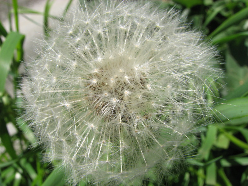 IMG_4120.jpg - �������� ������� ������ 2007