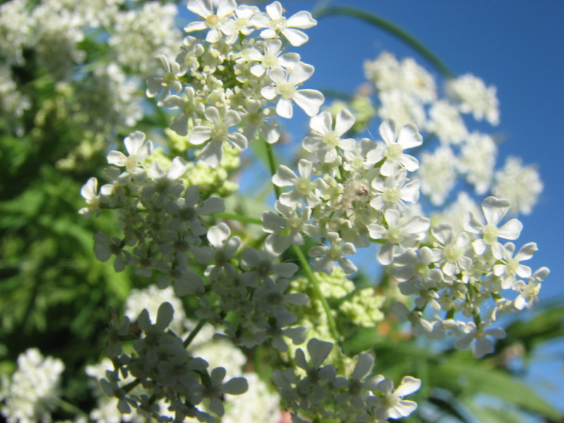 IMG_4188.jpg - �������� ������� ������ 2007