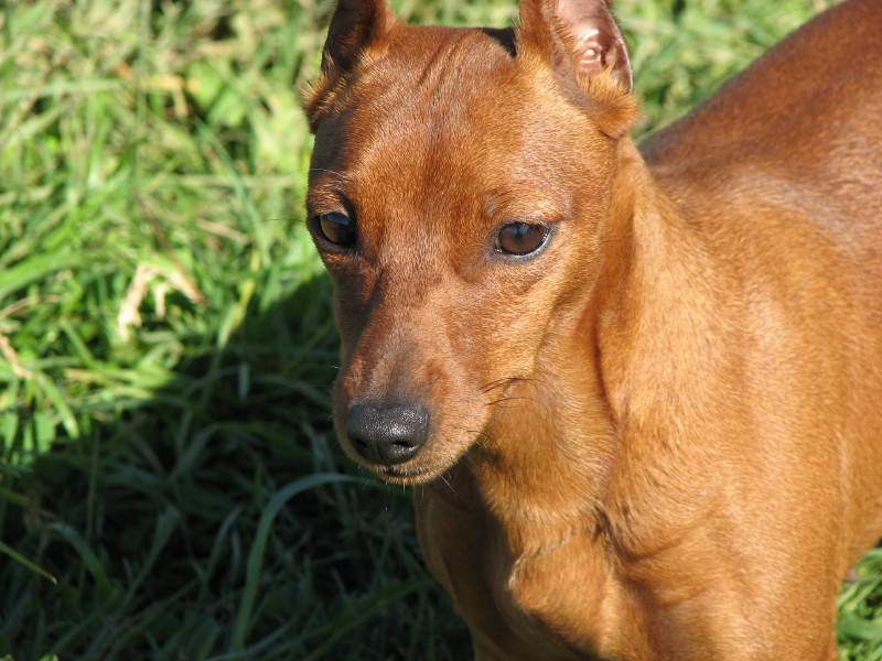 IMG_4191.jpg - �������� ������� ������ 2007