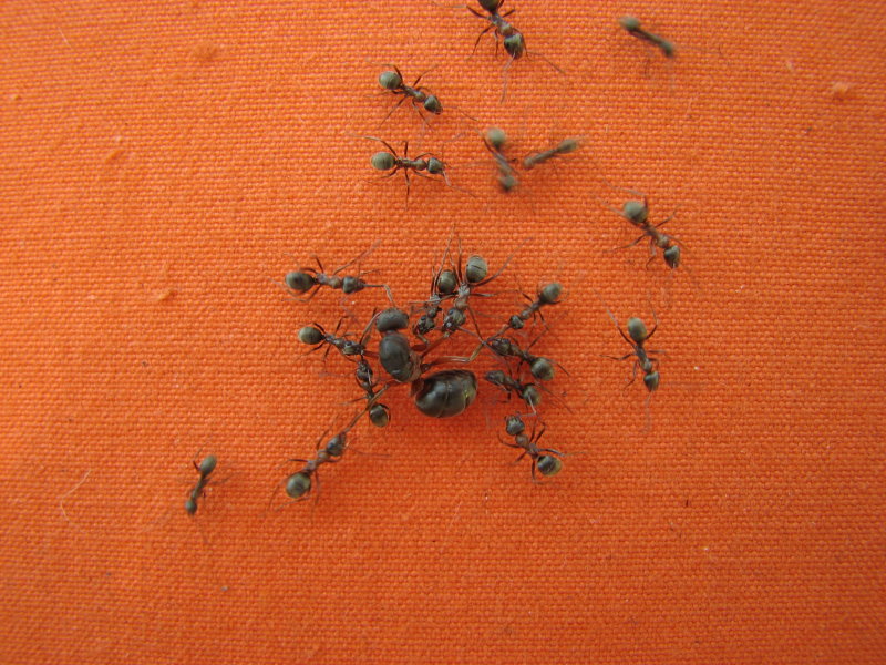 IMG_1923.jpg - ���-2007