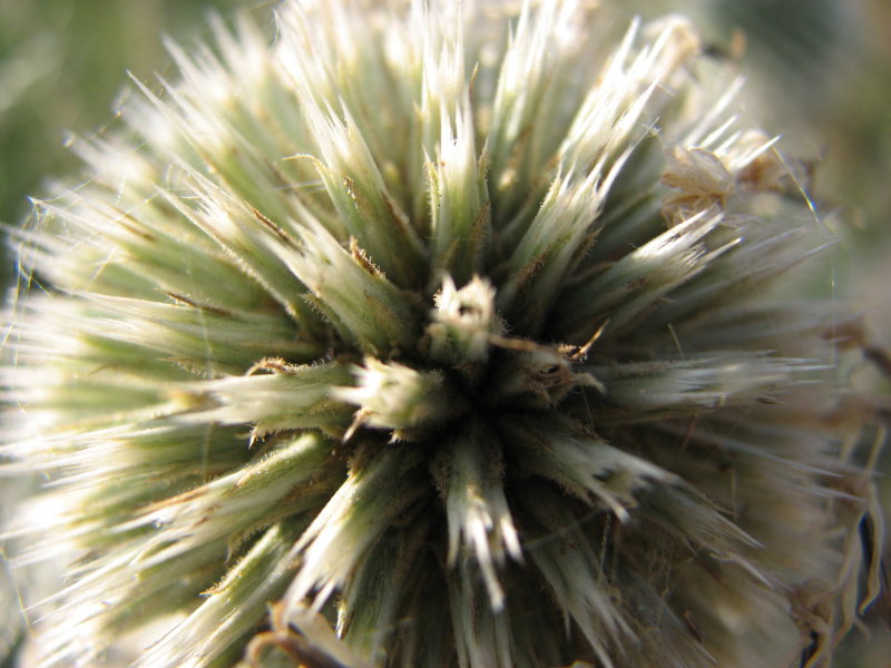 IMG_2047.jpg - ���-2007