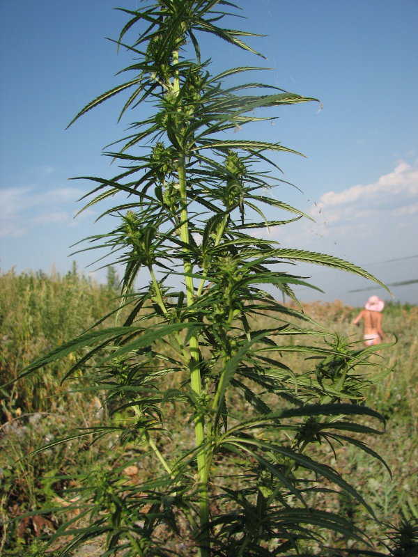 IMG_2048.jpg - ���-2007