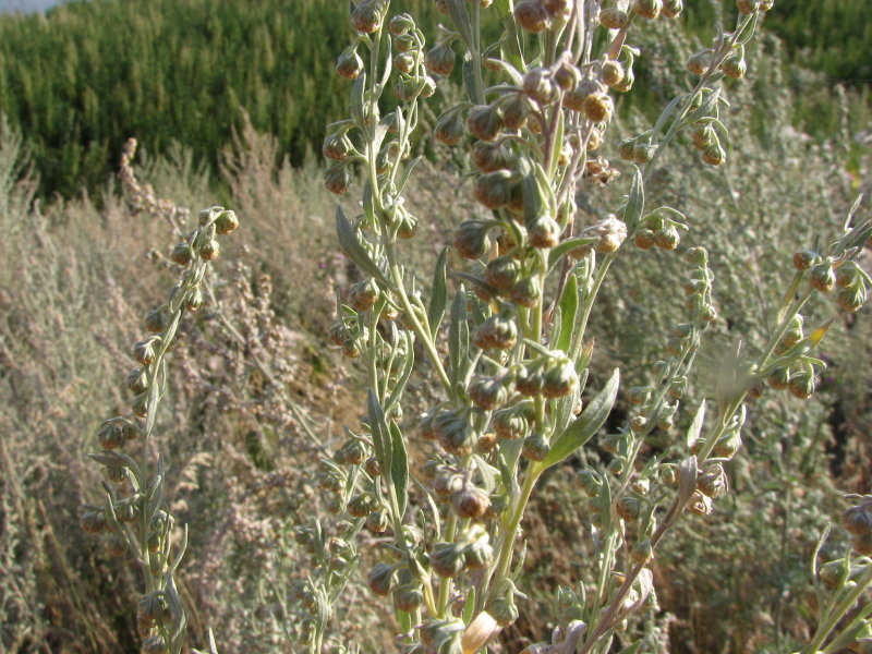 IMG_2075.jpg - ���-2007