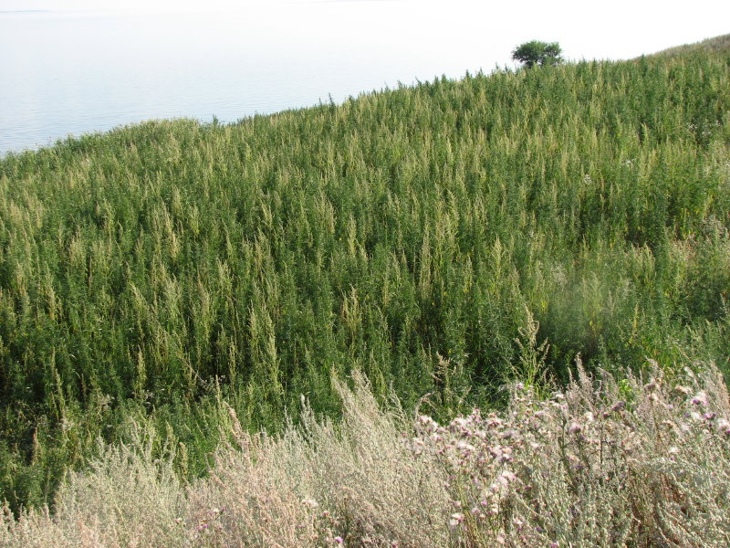 IMG_2076.jpg - ���-2007