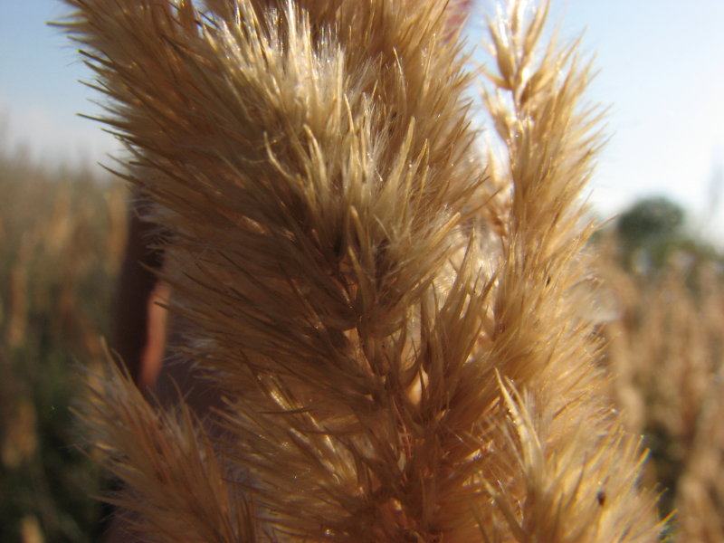 IMG_2080.jpg - ���-2007