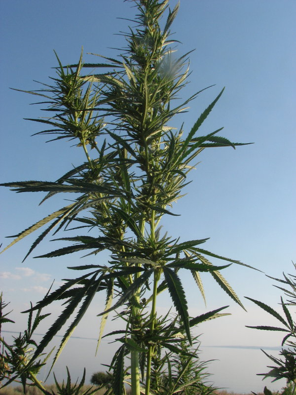 IMG_2145.jpg - ���-2007