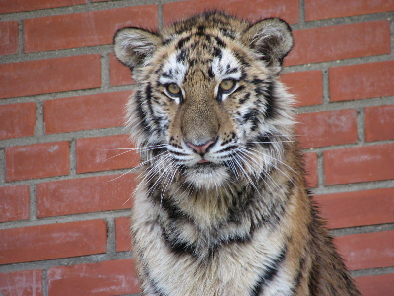 IMG_0019.jpg - ������ ���������� � ������������ ����������� ��������