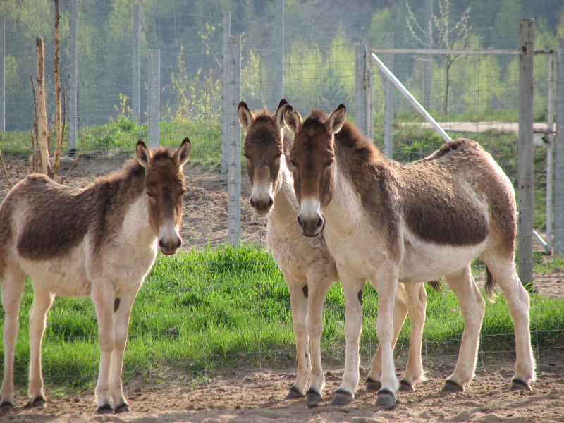 IMG_0027.jpg - ������ ���������� � ������������ ����������� ��������