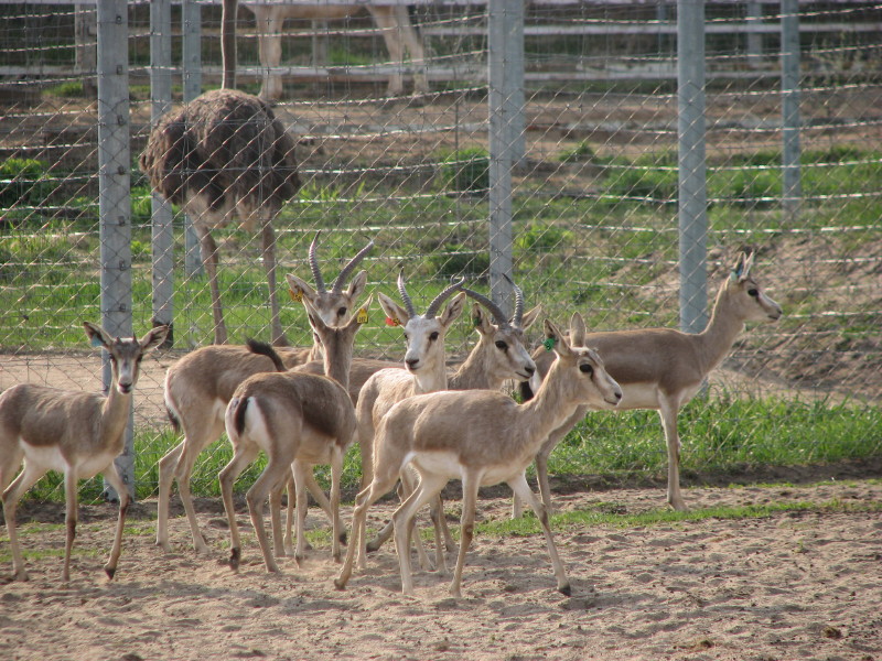 IMG_0031.jpg - ������ ���������� � ������������ ����������� ��������