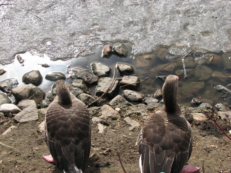 - ����� �����? - ���������� ������� 2009