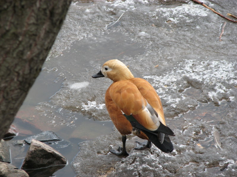 �����... - ���������� ������� 2009