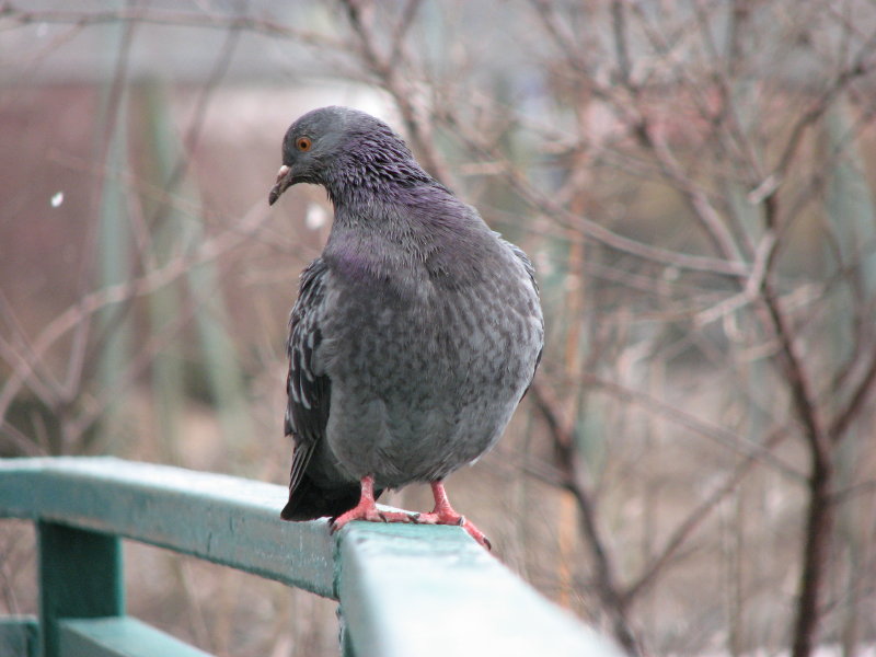 � � ��, � ����.. - ���������� ������� 2009