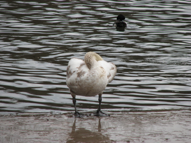 �������� �� ���� - ���������� ������� 2009