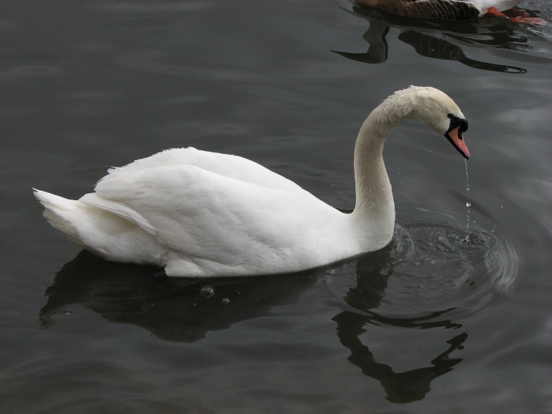 ����� ������ - ���������� ������� 2009