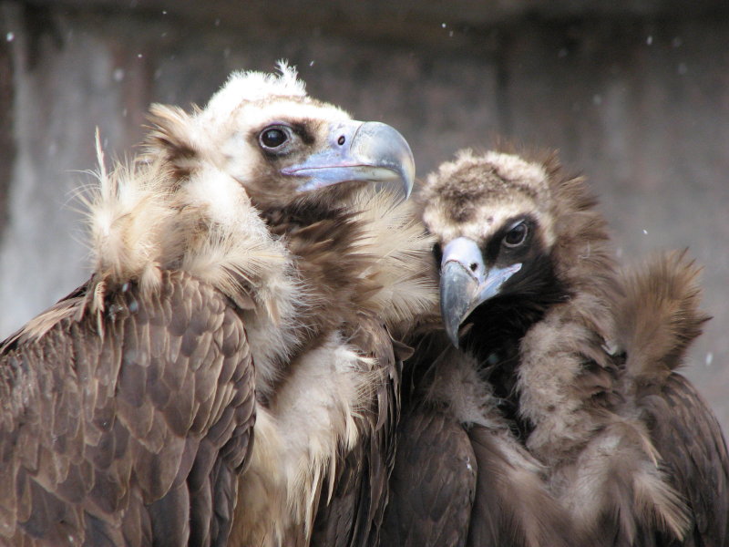 ������� ������� - ���������� ������� 2009