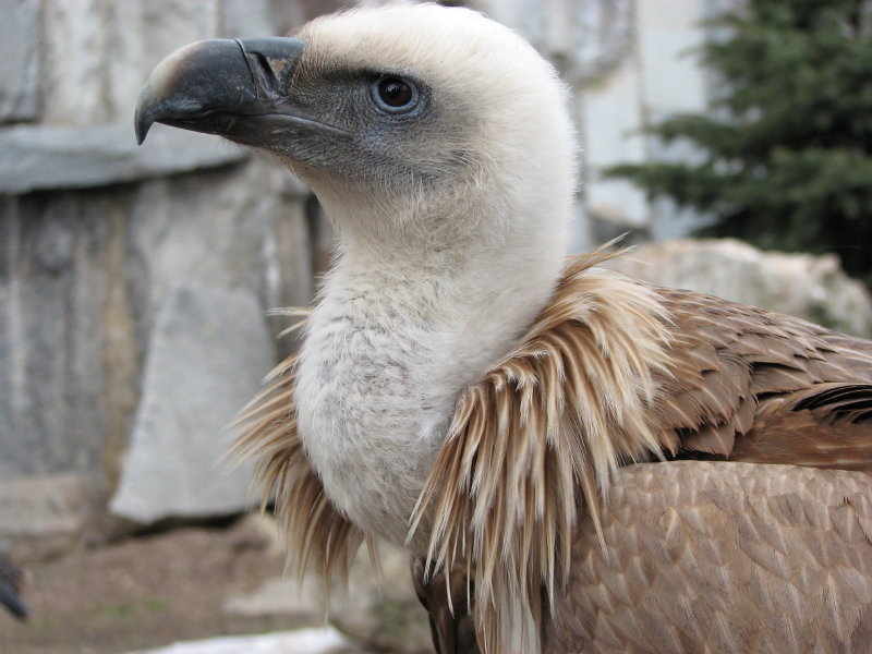 ������� ������� - ���������� ������� 2009