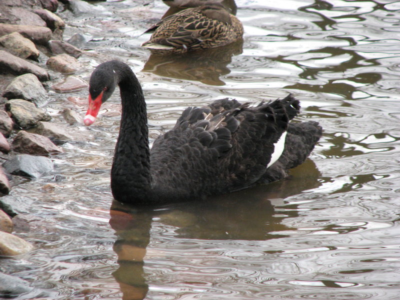 ׸���� ������ - ���������� ������� 2009