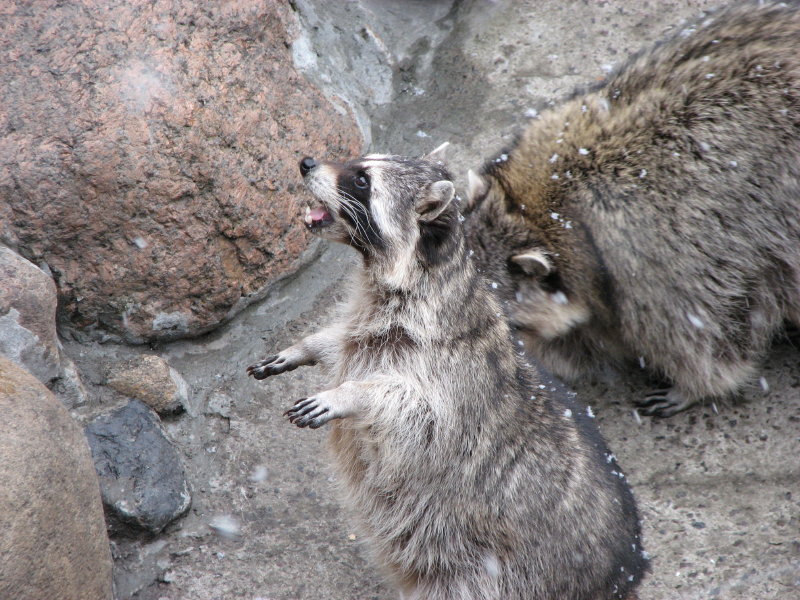 ����� ������ - ���������� ������� 2009