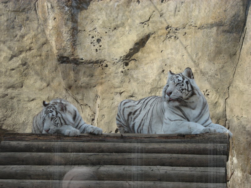 ׸�������� ����� - ���������� ������� 2009