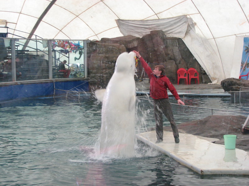 ������ - ��� - ���������� ������� 2009