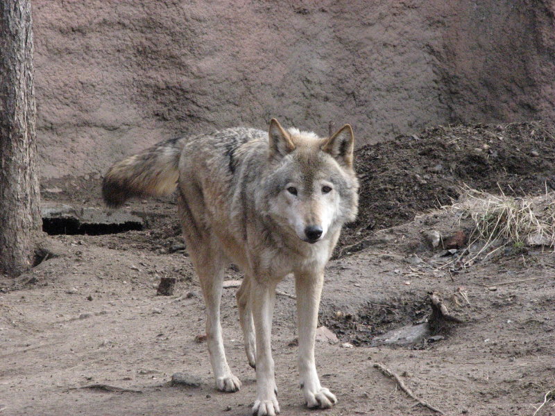 ����� ���� - ���������� ������� 2009