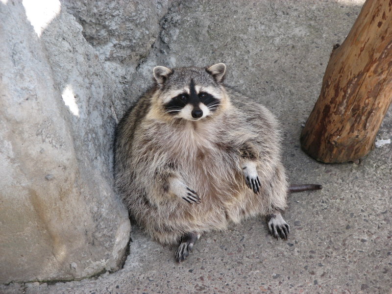 �������� ���� - ���������� ������� 2009